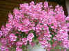P5280041.jpg (316957 Byte)