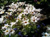 mag07.jpg (17053 Byte)