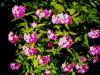 phlo02.jpg (17961 Byte)